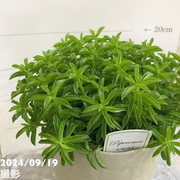 ペペロミア ニパドラ 5号｜観葉04-PA | 観葉・多肉 | 赤塚植物園