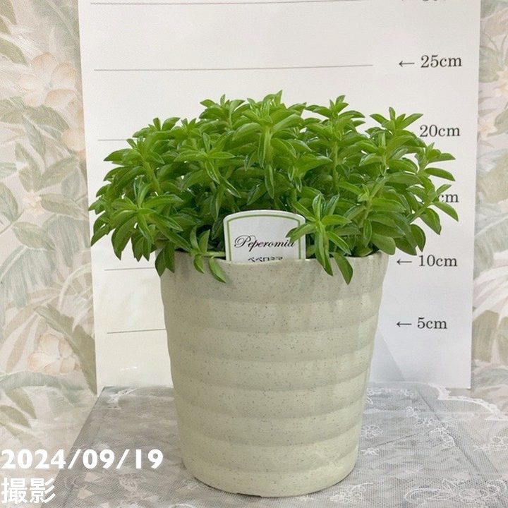 在庫1点のみ　ペペロミア　美依子　斑入り　抜き苗 在庫1点のみ ペペロミア 美依子 斑入り 抜き苗 在庫1点のみ ペペロミア