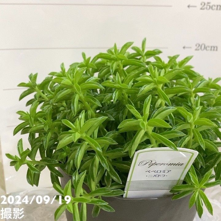 ペペロミア ニパドラ 5号｜観葉04-PA | 観葉・多肉 | 赤塚植物園