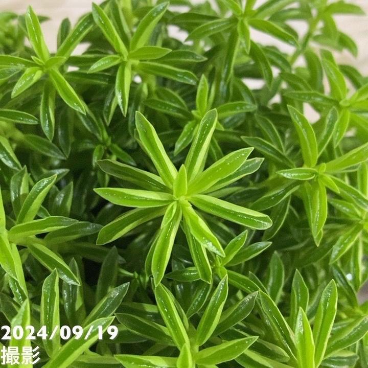 ペペロミア ニパドラ 5号｜観葉04-PA | 観葉・多肉 | 赤塚植物園