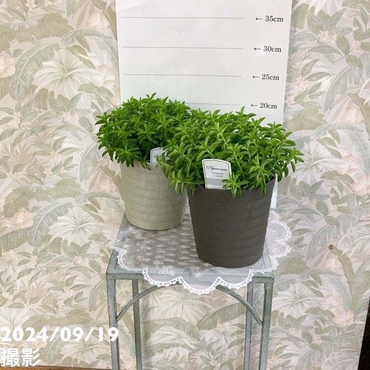 ペペロミア ニパドラ 5号｜観葉04-PA | 観葉・多肉 | 赤塚植物園