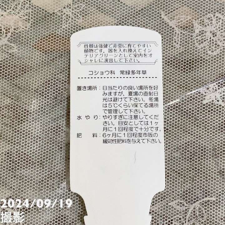 ペペロミア ニパドラ 5号｜観葉04-PA | 観葉・多肉 | 赤塚植物園