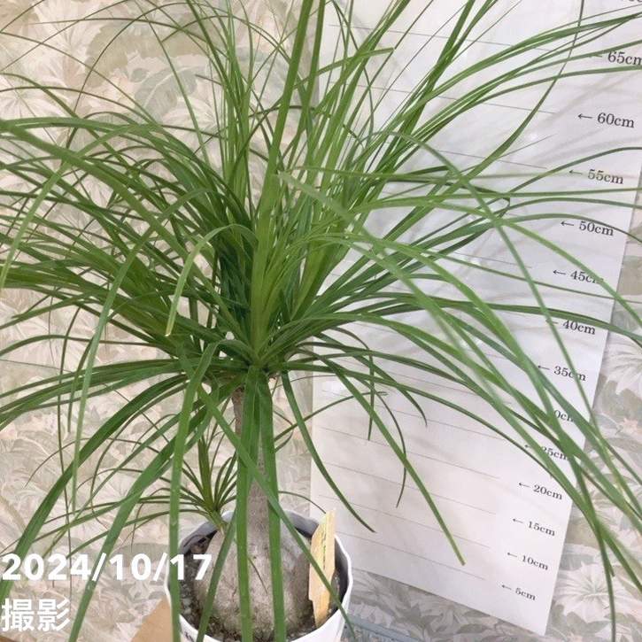 現品お届け】トックリラン（ノリナ）6号（1）｜観葉04-PA | 観葉・多肉