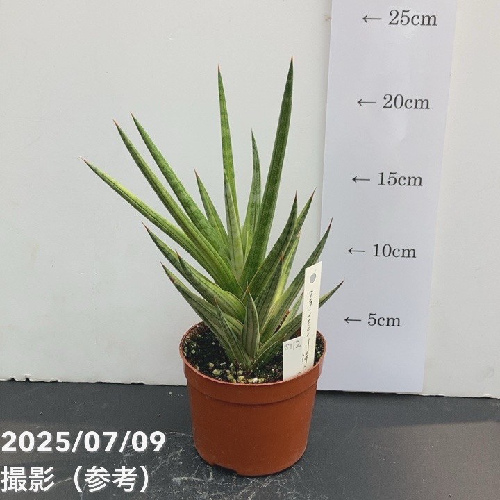 現品お届け】サンスベリア 3号 フランシシー 斑入り（S112）｜観葉02