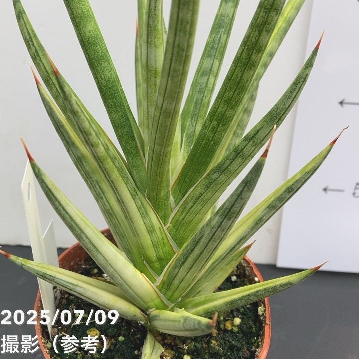 サンスベリア サドワラ ケーブス 斑入り 子株 サンセベリア サンスベリア サドワラ ケーブス 斑入り 子株 サンセベリア