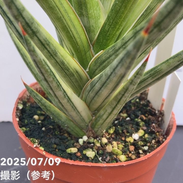 期間限定10％OFF！】【現品お届け】サンスベリア 3号 フランシシー