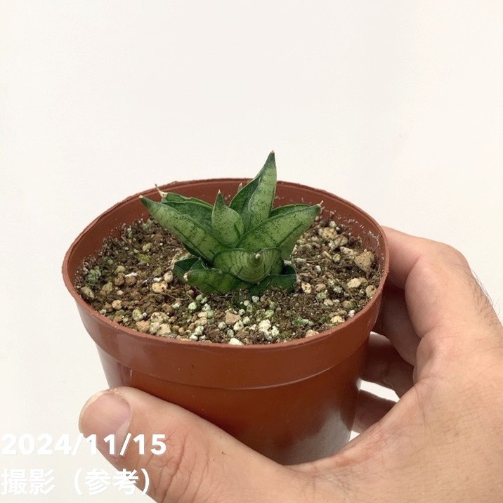 期間限定10％OFF！】サンスベリア 3号 ドリアン Durian（子株）｜観葉