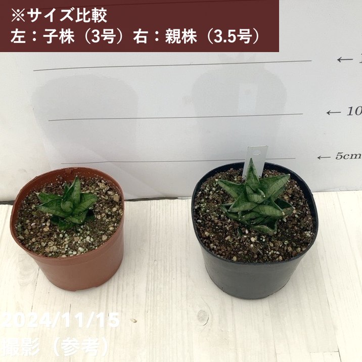 サンスベリア 3号 ドリアン Durian（子株）｜観葉02-D2 | 観葉・多肉