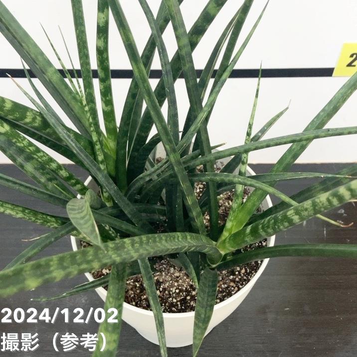 サンスベリア 7号 ファーンウッド（ミカド） プラスチック鉢仕様｜観葉