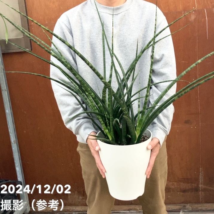 サンスベリア 7号 ファーンウッド（ミカド） プラスチック鉢仕様｜観葉