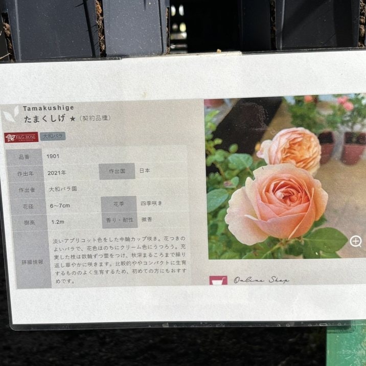 バラ大苗 たまくしげ 7号 京阪園芸｜花木04-PA | 花木・庭木,バラ