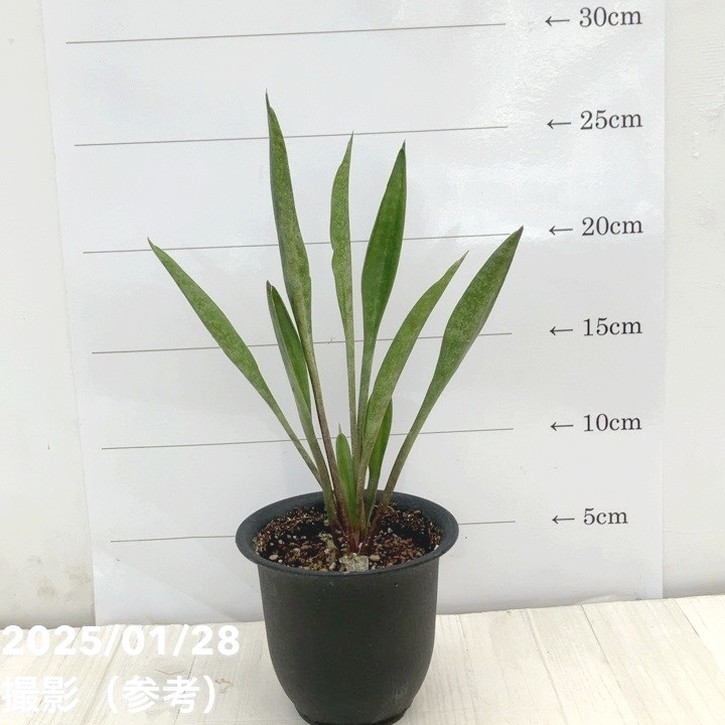 決算P5倍！10%OFF！8/2まで】サンスベリア 3号 コンシンナ スプーン