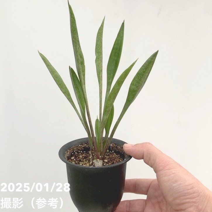 その他観葉植物 sorap- その他観葉植物 Sorap その他観葉植物 Sorap その他観葉植物 Sorap