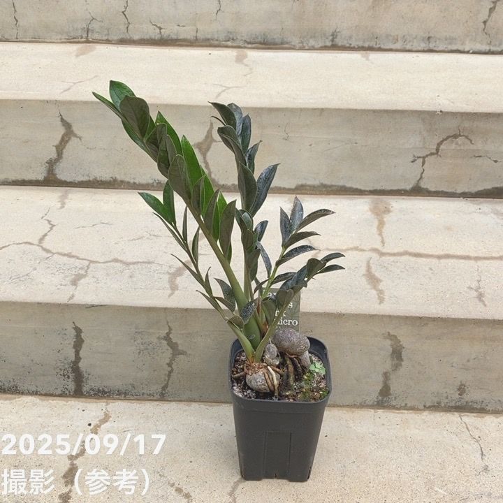 期間限定10％OFF！】ザミオクルカス ダークザミクロ 4号｜観葉10-TU