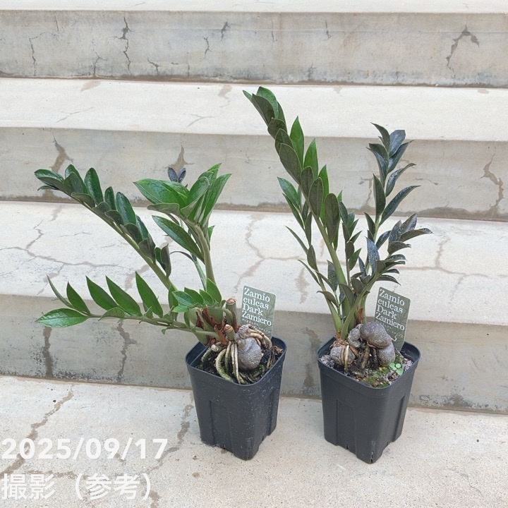 ザミオクルカス ダークザミクロ 4号｜観葉10-TU | □キーワードから