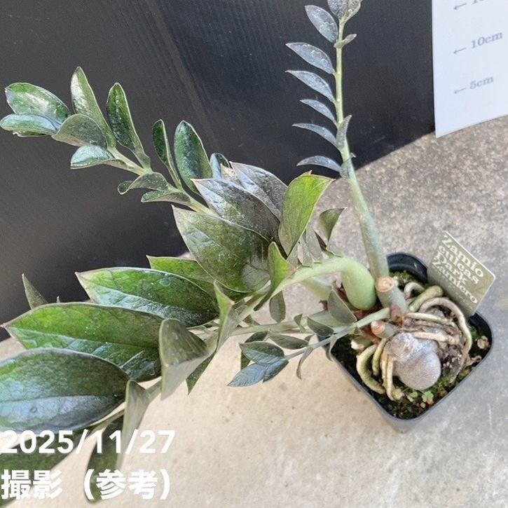 期間限定10％OFF！】ザミオクルカス ダークザミクロ 4号｜観葉10-TU