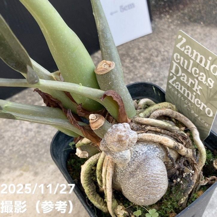 在庫なし。黒いザミオクルカス　斑入り ザミオクルカス 斑入り レイヴン ブラックピンク - メルカリ