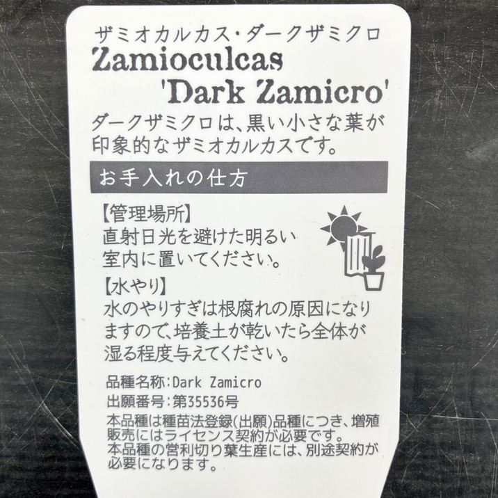 決算P5倍！10%OFF！8/2まで】ザミオクルカス ダークザミクロ 4号｜観葉
