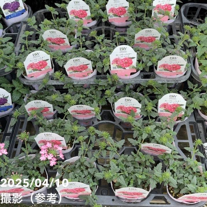 PW スーパーベナ シュガーピンク 3.5号×3株セット|草花04-PA