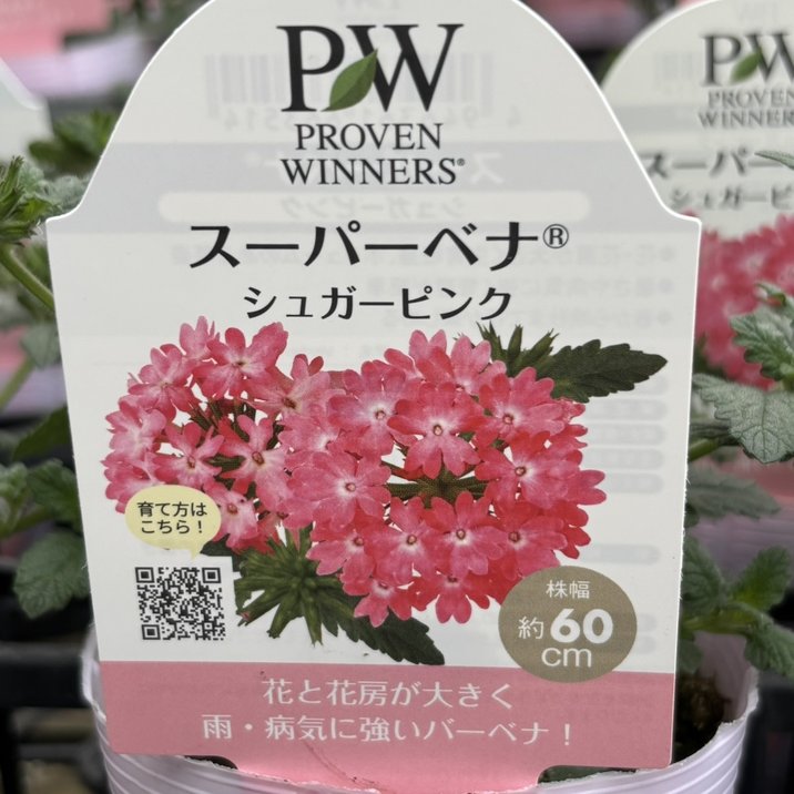 PW スーパーベナ シュガーピンク 3.5号×3株セット|草花04-PA