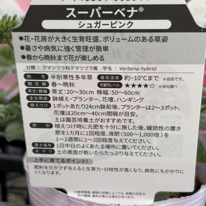 PW スーパーベナ シュガーピンク 3.5号×3株セット|草花04-PA