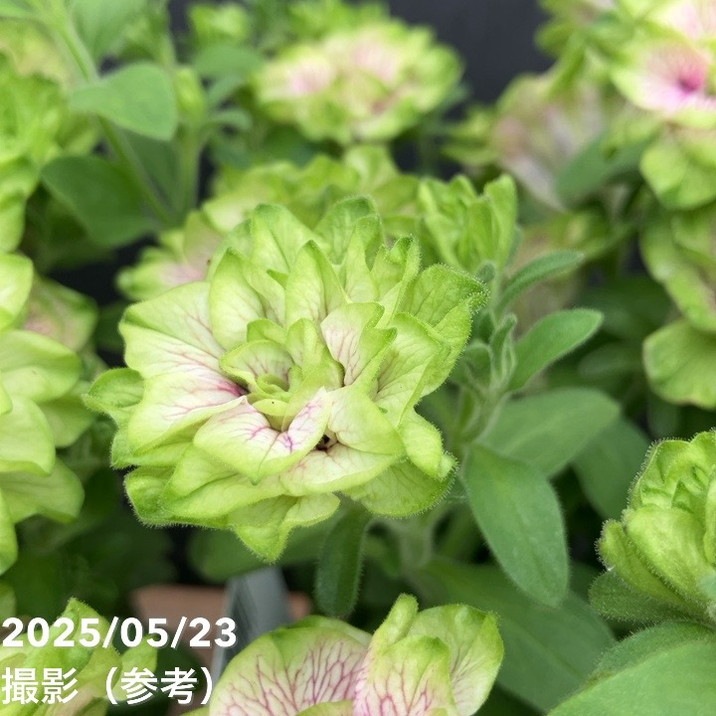 ペチュニア 凛花子 りかこ ゲブラナガトヨ3.5号 2株セット｜草花04-PA