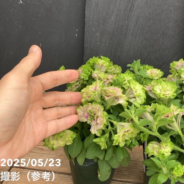 ペチュニア 凛花子 りかこ ゲブラナガトヨ3.5号 2株セット｜草花04-PA