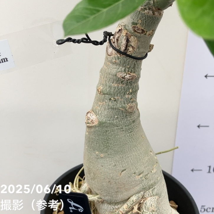 欲しいの アデニウム オベスム 4号 White Prathum（19）｜観葉01-D1 塊根植物・コーデックス