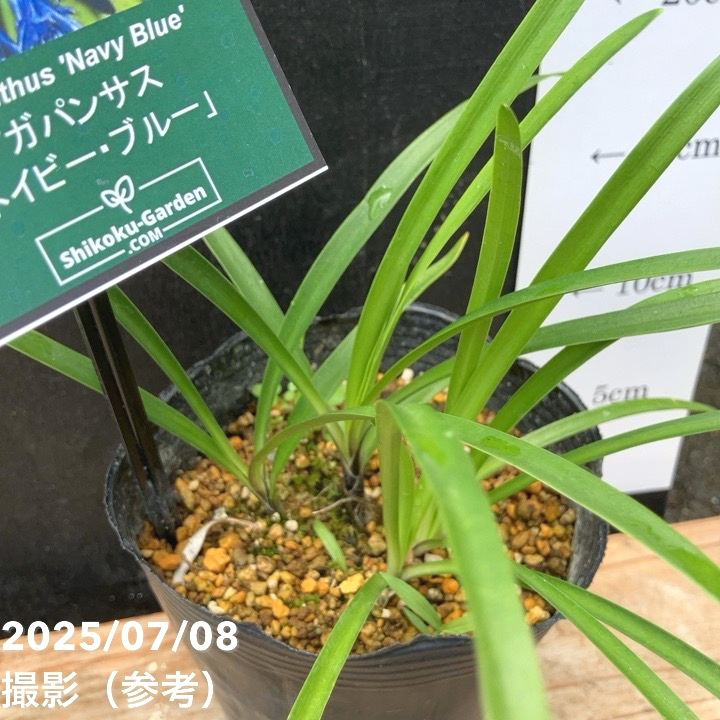 アガパンサス ネイビーブルー 4号｜草花04-PA | 草花,[季節の草花