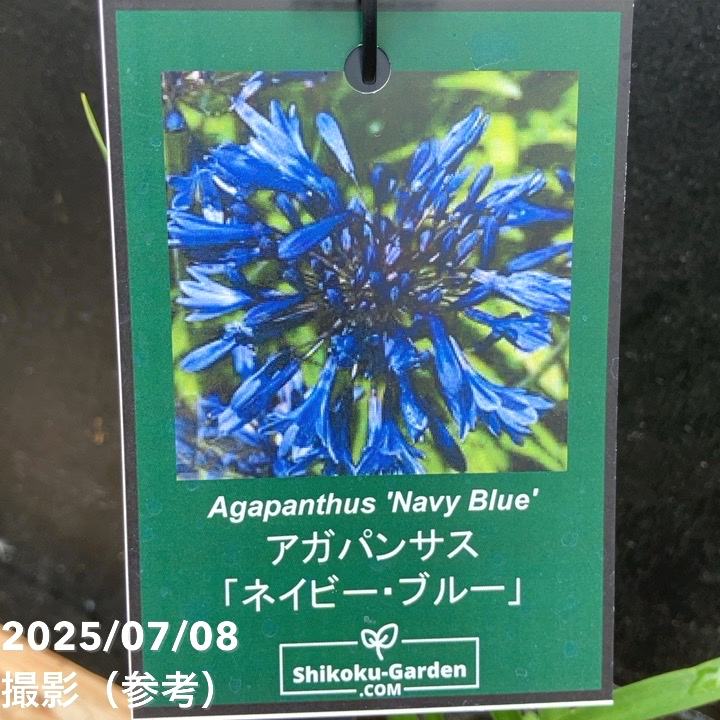 アガパンサス ネイビーブルー 4号｜草花04-PA | 草花,[季節の草花