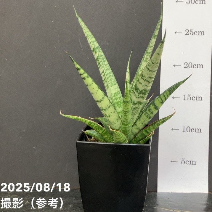 サンスベリア 4号 パイナップル Pineapple 角プラ鉢仕様｜観葉02-D2