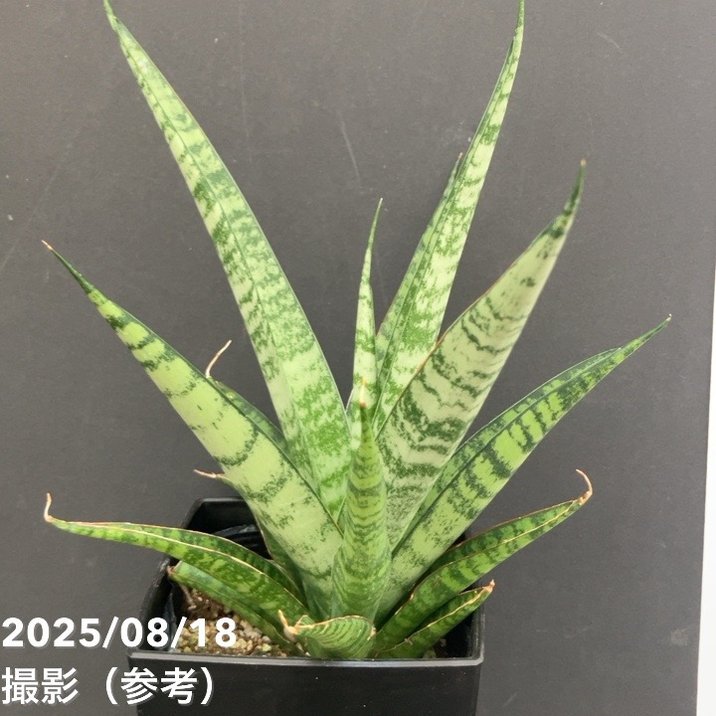 サンスベリア 4号 パイナップル Pineapple 角プラ鉢仕様｜観葉02-D2