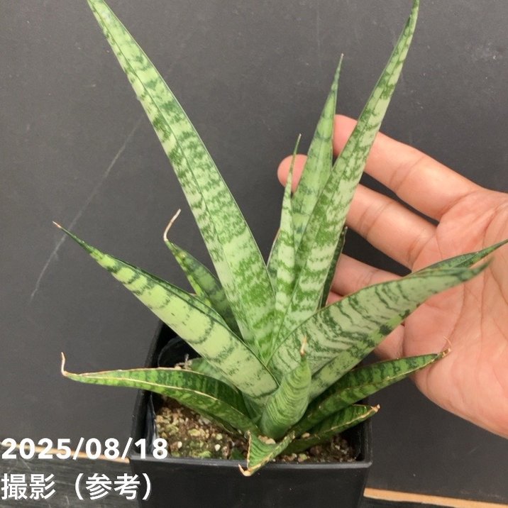 サンスベリア 4号 パイナップル Pineapple 角プラ鉢仕様｜観葉02-D2