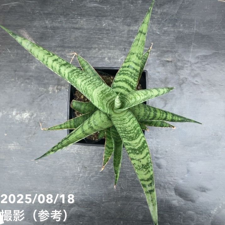 サンスベリア 4号 パイナップル Pineapple 角プラ鉢仕様｜観葉02-D2