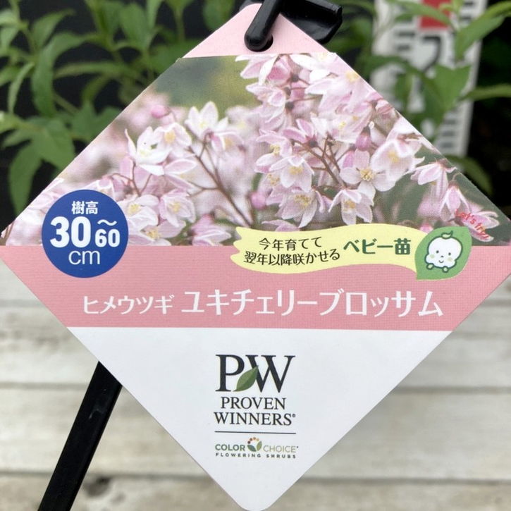 PW ヒメウツギ ユキチェリーブロッサム 11cmロングポット｜花木04-PA