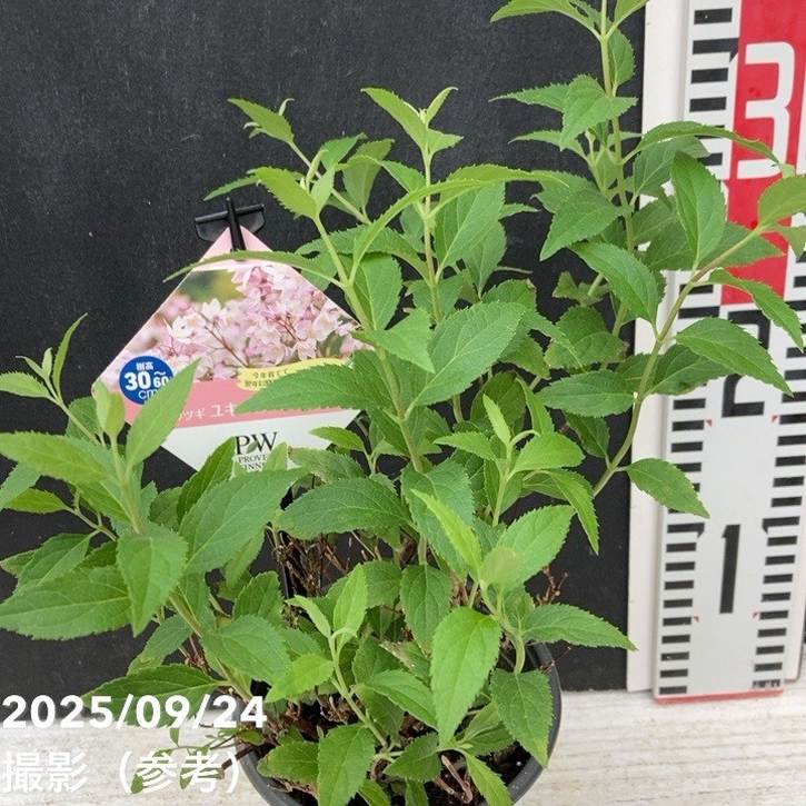 PW ヒメウツギ ユキチェリーブロッサム 11cmロングポット｜花木04-PA