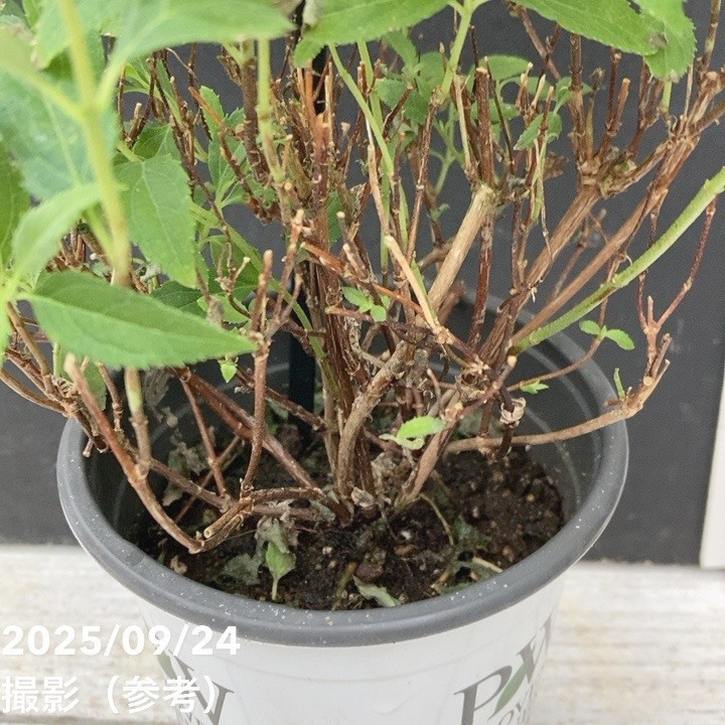 花・観葉植物用ポット ビトロ エンデカ M 10号/A 1個入り vt-r11y10p [KTp315] 受皿付（代引き不可） 花・観葉植物用ポット ビトロ エンデカ M 10号⁄A ネイビー釉（1個入り）