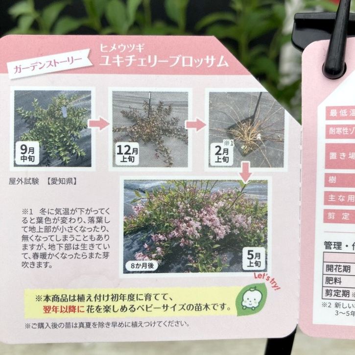 PW ヒメウツギ ユキチェリーブロッサム 11cmロングポット｜花木04-PA