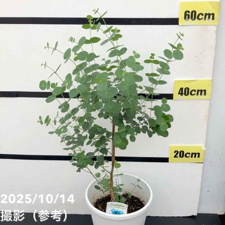 ユーカリ アップルボックス 6号｜花木10-TU | 花木・庭木,[記念樹