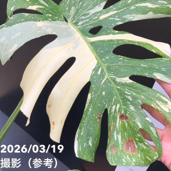 お買い得！現品お届け】モンステラ タイコンステレーション Monstera