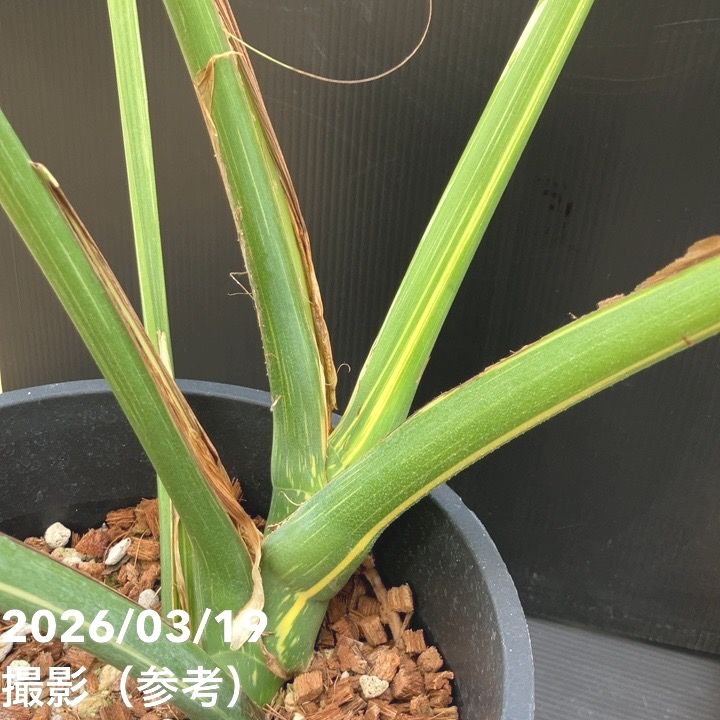 ‼️優良株‼️モンステラ　タイコンステレーション　８号鉢 PLANCHU 観葉植物 モンステラ タイコンステレーション 3.5号鉢 受け皿