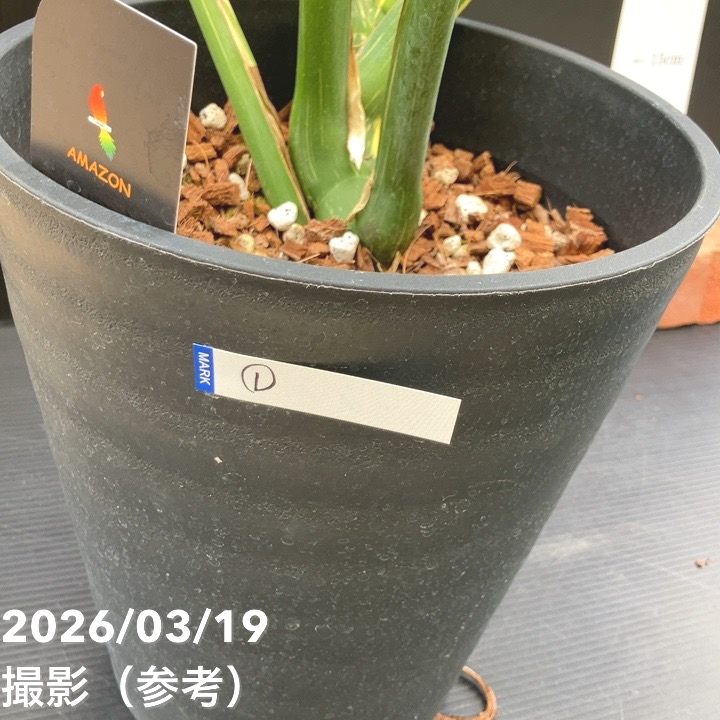 お買い得！現品お届け】モンステラ タイコンステレーション Monstera
