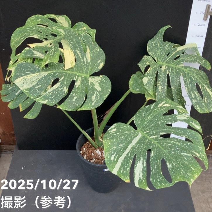 お買い得！現品お届け】モンステラ タイコンステレーション Monstera
