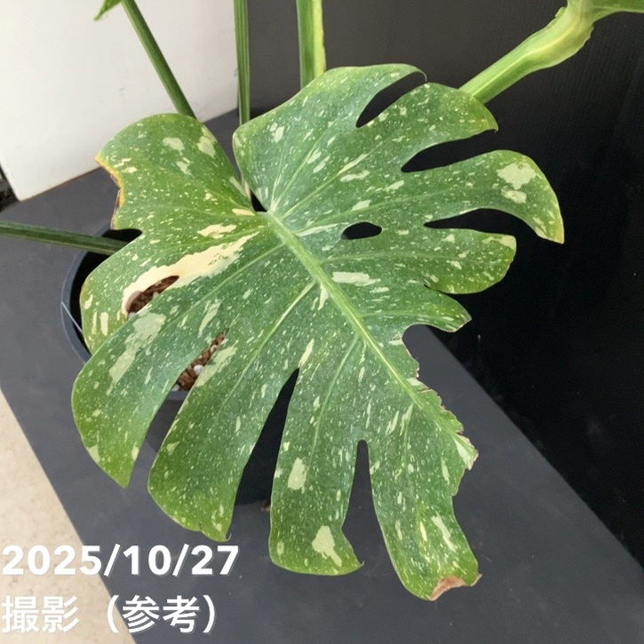 お買い得！現品お届け】モンステラ タイコンステレーション Monstera