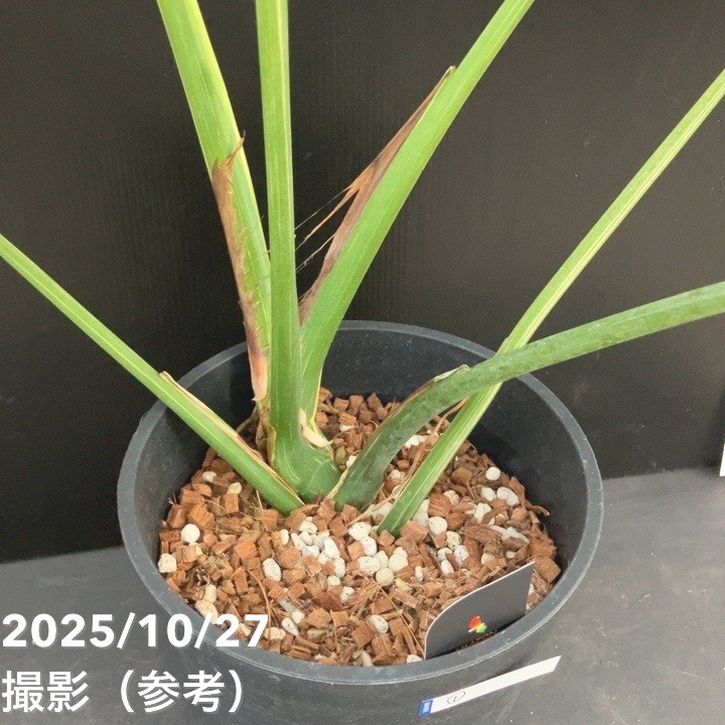 お買い得！現品お届け】モンステラ タイコンステレーション Monstera