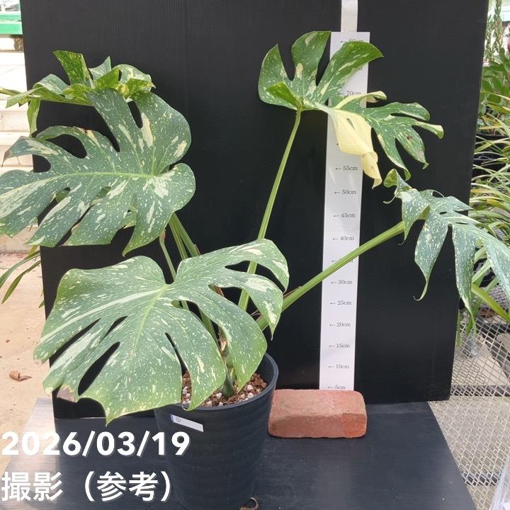 お買い得！現品お届け】モンステラ タイコンステレーション Monstera