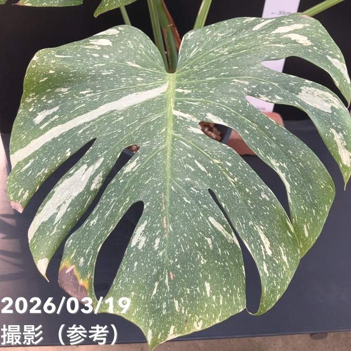 お買い得！現品お届け】モンステラ タイコンステレーション Monstera