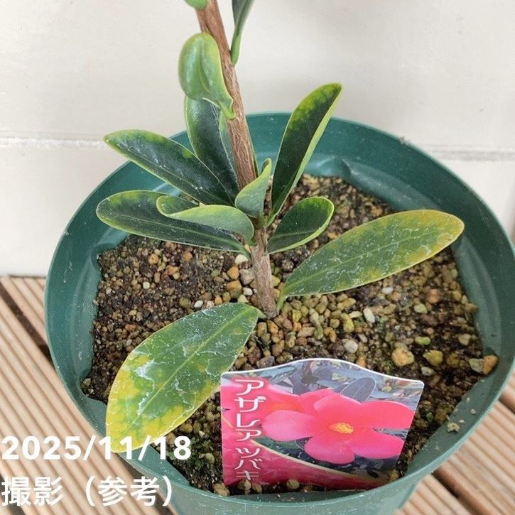 椿 アザレアツバキ 5号|花木04-PA