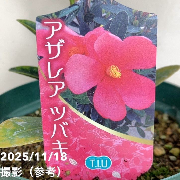 椿 アザレアツバキ 5号|花木04-PA