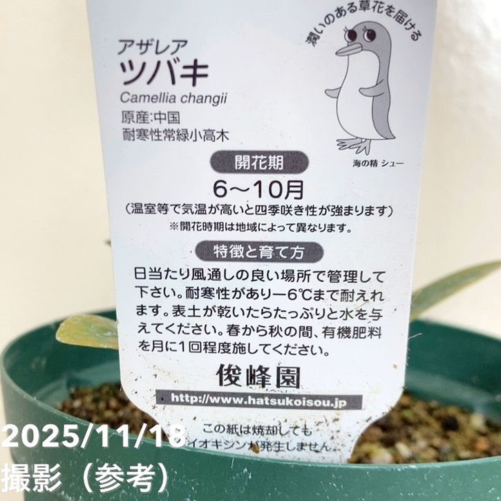 椿 アザレアツバキ 5号|花木04-PA